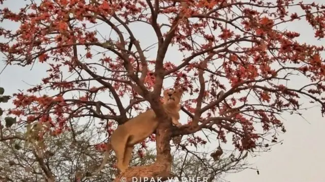 सोशल मीडिया पर वायरल तस्वीर