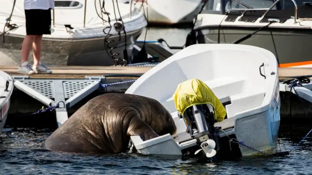 வால்ரஸ்