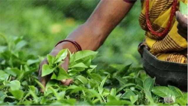 ১৮৫৪ সালে সিলেটের মালনিছড়ায় প্রথম বাণিজ্যিক চা বাগান প্রতিষ্ঠা করা হয়।