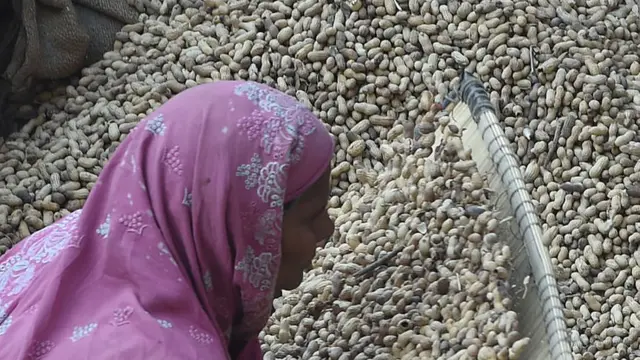 મગફળીની તસવીર