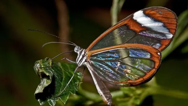 ग्लासविंग बटरफ्लाई