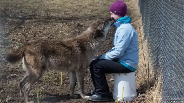 สุนัขป่าที่ถูกมนุษย์นำมาเลี้ยง ให้ความสนใจกับมนุษย์ในระยะเวลาสั้นๆ เท่านั้น