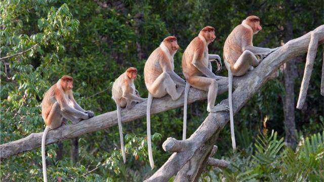 macacos sentados em uma árvore