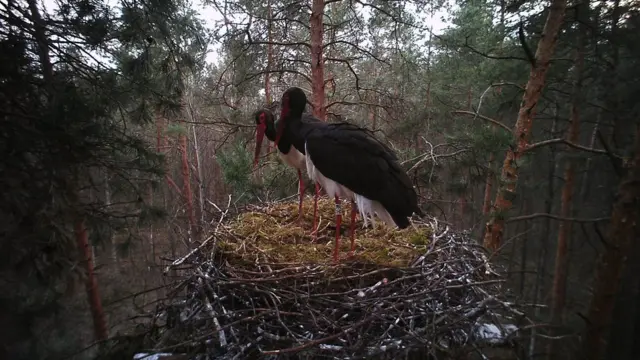 Чорний лелека