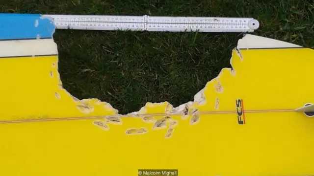 Papan selancar dengan bekas gigitan hiu