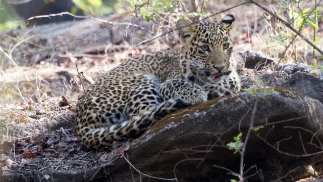 तेंदुआ-मानव संघर्ष