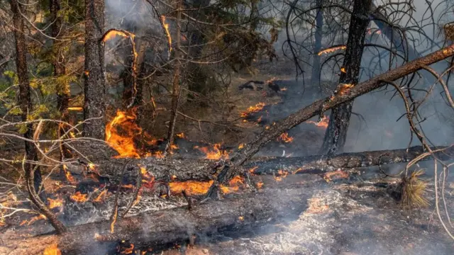 अमेरिका के जंगलों में आग