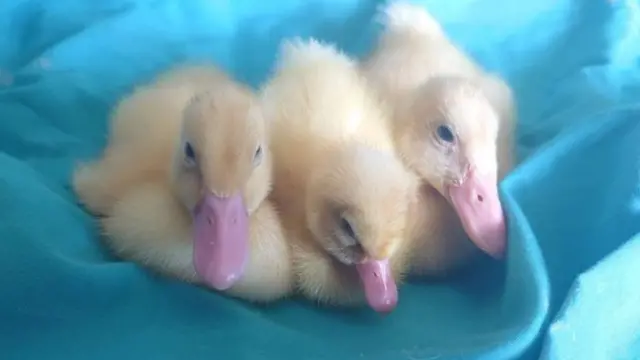 Baby ducks