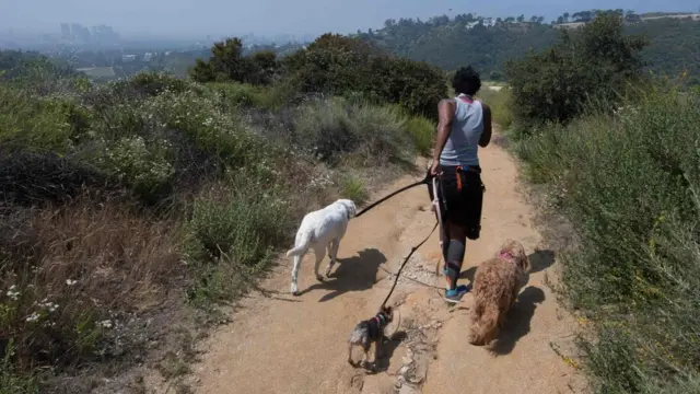 Собаки на прогулке