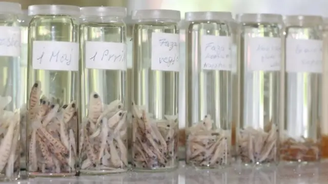 Životni ciklus ohridske pastrmke je dugačak i potrebno je mnogo godina da ona dosegne zrelost