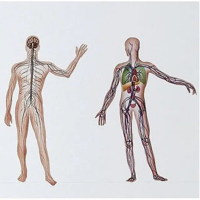 మానవ వరీరం