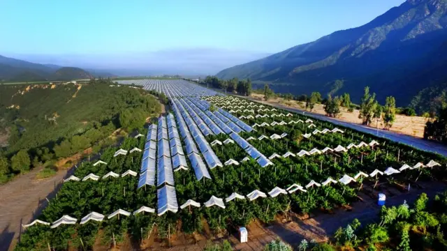 Campor de Garcés Fruit.