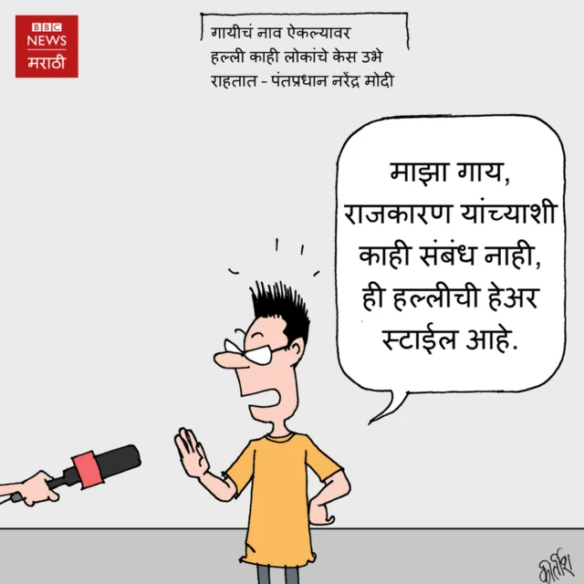गाय