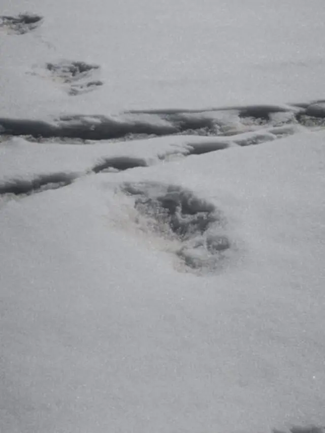 हिममानवाच्या पावलाचे कथित ठसे