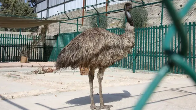 বাংলাদেশ এমু