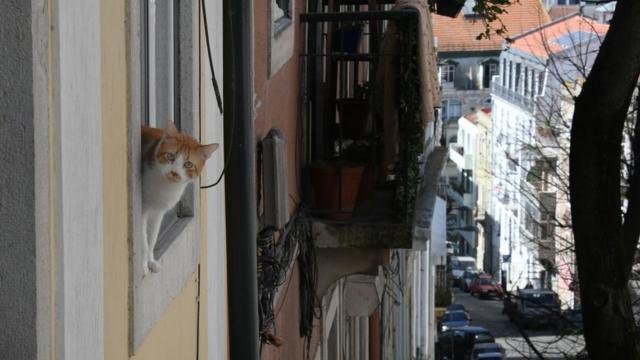 Кот в окне в Лиссабоне