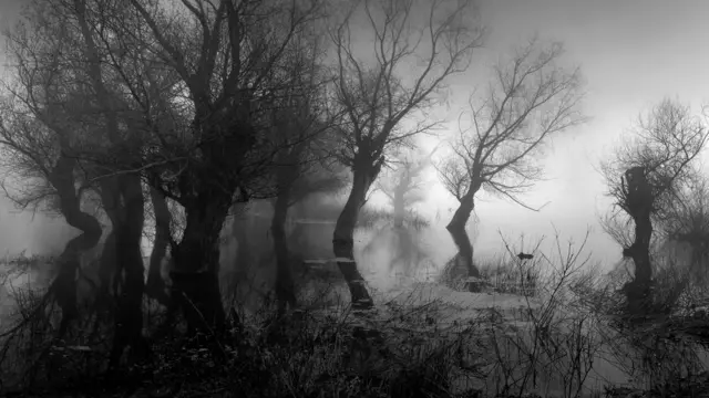 Силуэты деревбев.