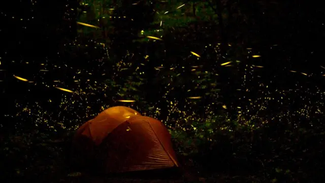 Чтобы начать свое великолепное действо, светлячки дожидаются вечера