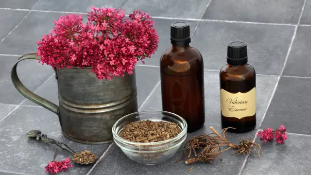 Valériane, fleurs et essence