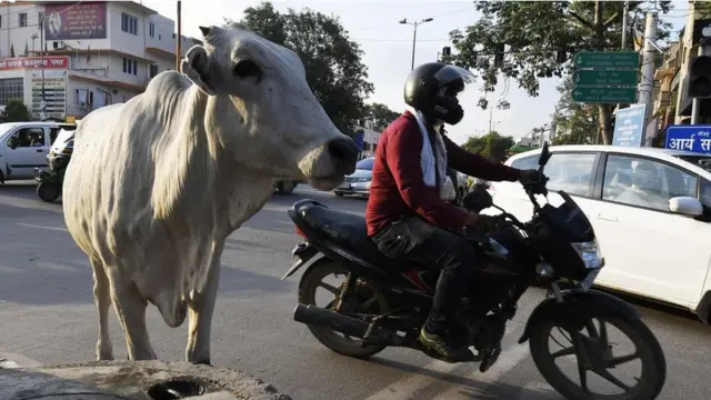 بقرة في شارع