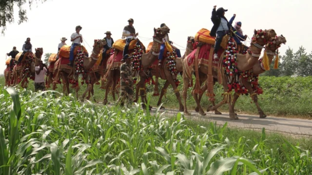 பாகிஸ்தான் எல்லையோர கிராமங்களின் வழியாக நூற்றுக்கணக்கான ஒட்டகங்களில் பெண்கள் சவாரி செய்தபடி ஊர்வலம் வருகின்றனர்.