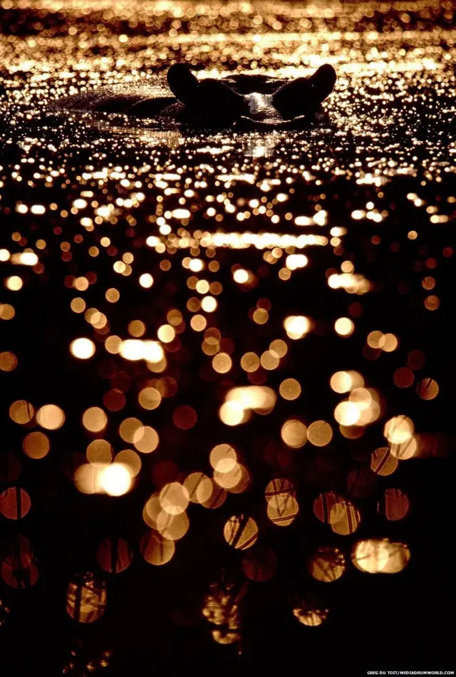 अफ्रीका के जानवर