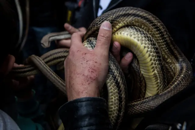 •Les morsures venimeuses peuvent causer une paralysie, une insuffisance rénale ou hépatique, un saignement mortel ou une amputation.