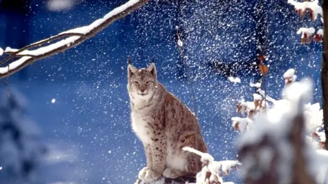 جنگلی حیاتیات