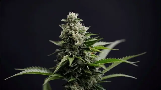 ગાંજાની પ્રતીકાત્મક તસવીર