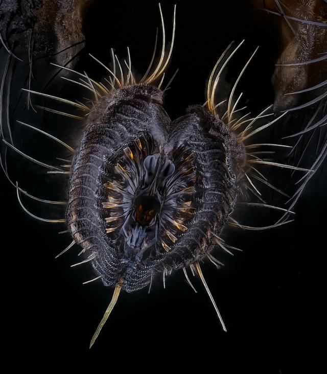 Probóscide (espécie de 'tromba' que o inseto usa para perfurar a pele) de uma mosca (Musca domestica) capturada por Oliver Dum na Alemanha