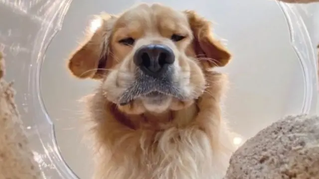 Kurabiyelerini yemek üzere olan bir köpek.