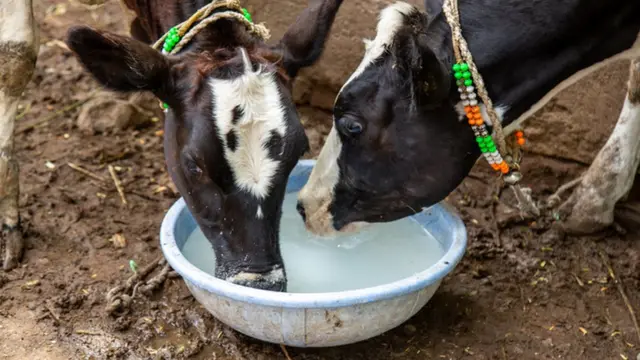 दुग्धपालन