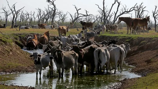 प्राग्वे में पिक्लोमेयो नदी के आस-पास पड़ा सूखा