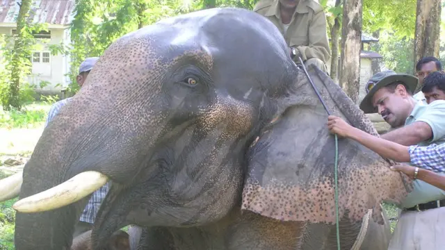 Kushal Kunwar Sharma com um elefante