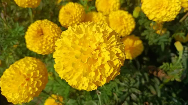 बीड, प्रवीण जगताप, झेंडू, शेती, शेतकरी