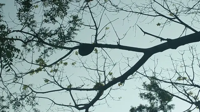 मधुमक्खी का छत्ता