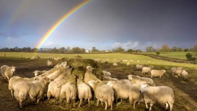 Овцы у кормушки