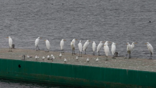 Jato ptica, rezervoar Kahovka