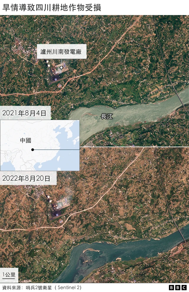 组图：旱情导致四川耕地作物受损