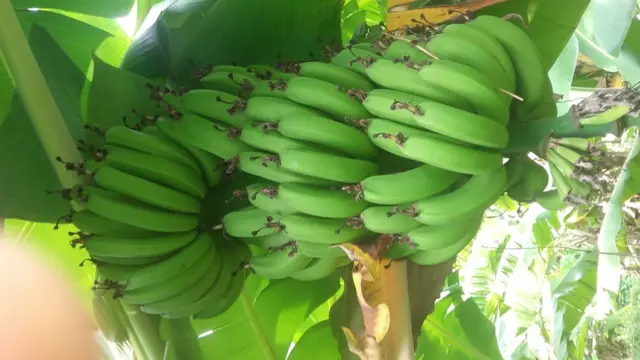 Muuzii mukasaa waliin