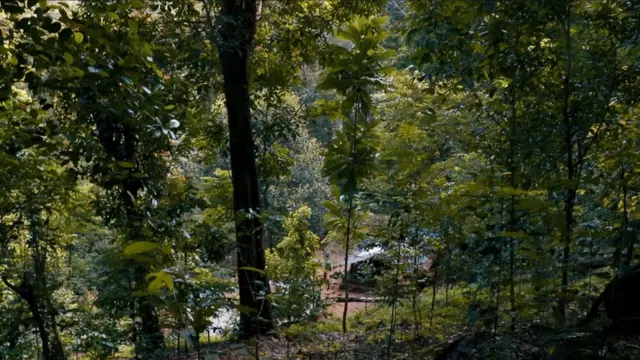 मेपद्दी जंगल