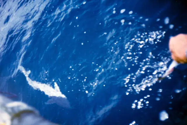 Павло Резвой