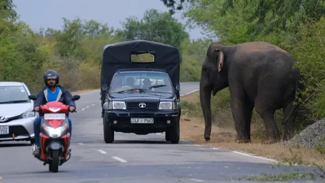 KATARAGAMA, SRI LANKA - APRIL 5: An elephant walks along a road on April 5, 2019 in Kataragama, located 238 km south east of Colombo in Sri Lanka. (Photo by Yuriko Nakao/Getty Images)
