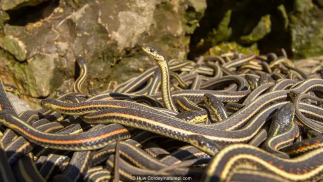 Huw Cordey/naturepl.com