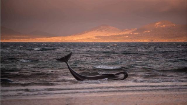 Дельфины выбросились на берег в Новой Зеландии