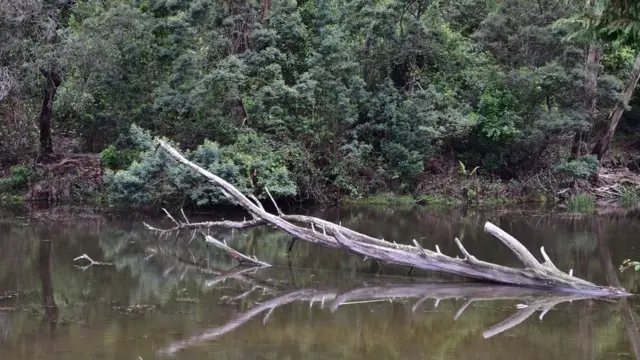 பிரதிபலிப்பு