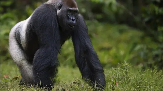 Gorilla dataran rendah (Gorilla gorilla gorilla).