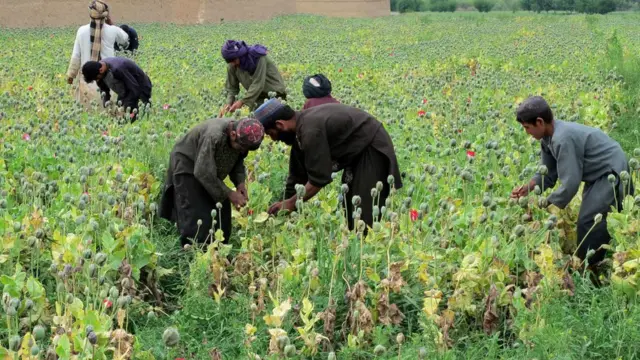 خشخاش الأفيون