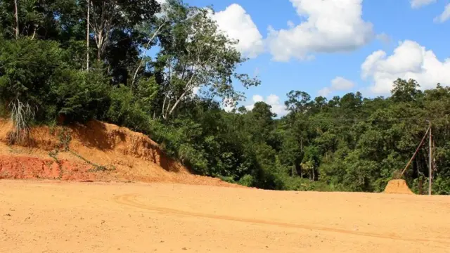 İndoneziyada meşələr qırılır (Mənbə: Steve O. Taylor (GHF)/naturepl.com)