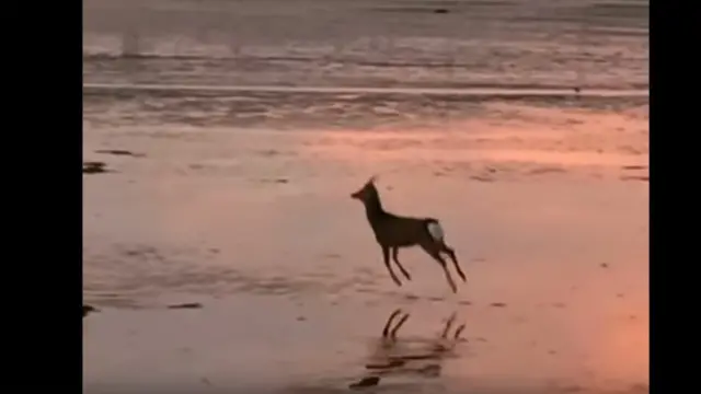 துள்ளிக்குதிக்கும் புள்ளி மான்